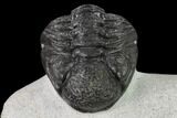 Adrisiops Weugi Trilobite - Recently Described Phacopid #137917-6